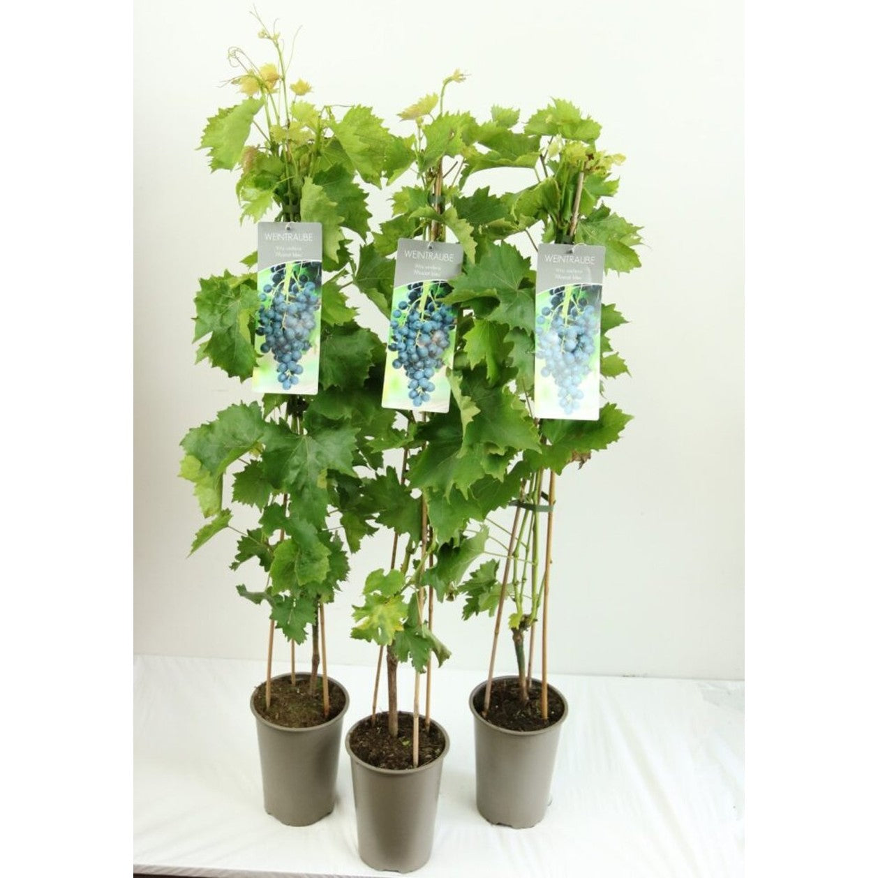 Vinranka – Vitis 'Muscat Bleu' - C3 80-100 CM Stick